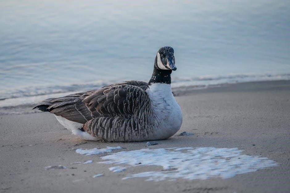 guided snow goose hunts